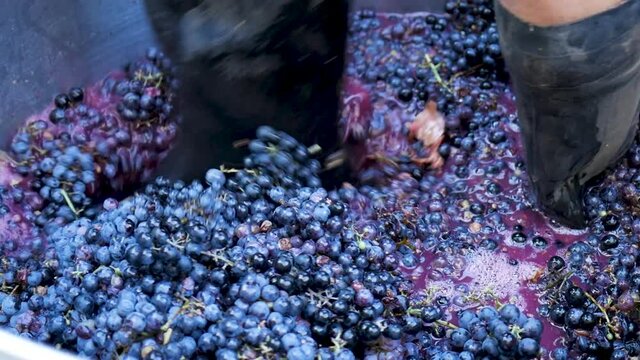 Process of Making Organic Red Wine Crafted with Old Technology and Manual Labor on Small Vineyard. Man in Rubber Boots Crushes Ripe Bunches of Grapes Onto Juice for Wine Making