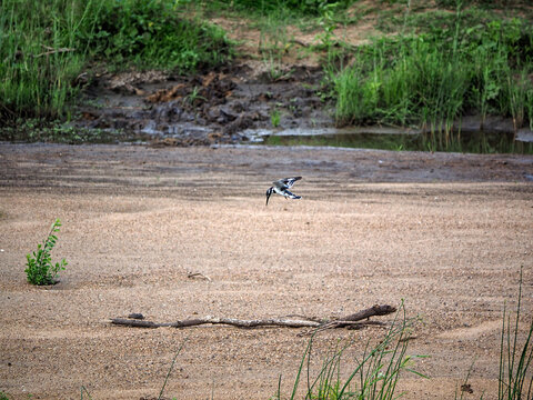Habitat image of Pied kingfisher (Ceryle rudis) hovwering over dried up river looking for insects in Zimbabwe , Africa