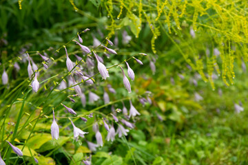 Beautiful blooming hosta in the shady garden.