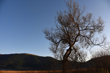 Fototapeta na wymiar tree under blue sky, photo