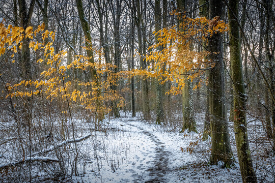 a snow covered dirt trail through a forest
