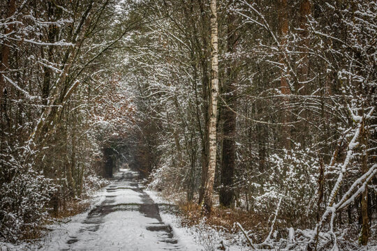 a snow covered forest dirt road with tall trees
