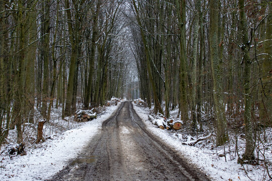 a snow covered forest dirt road through the trees