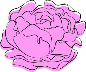 The peony is drawn with lines, filled with color inside	
