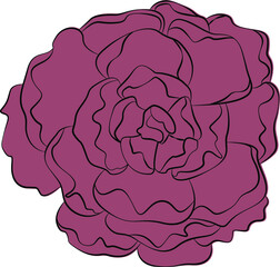 The peony is drawn with lines, filled with color inside