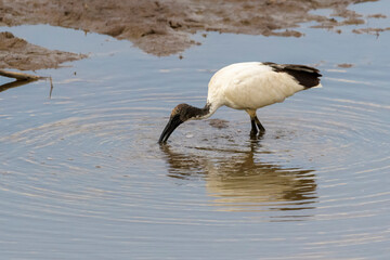 Sacred Ibis (Threskiornis aethiopicus) foraging in Mara river, Serengeti national park, Tanzania.