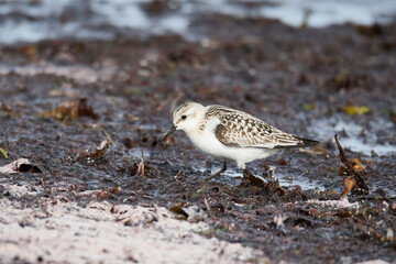Sanderling an der Ostsee	