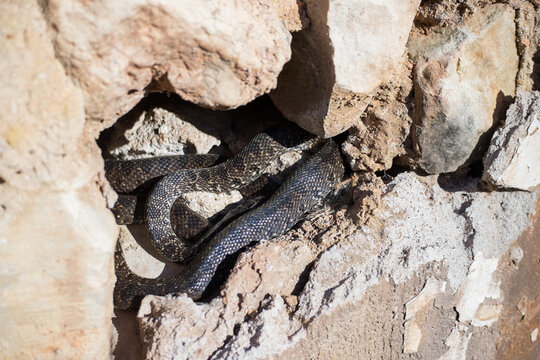 Hemorrhois hippocrepis horseshoe whip snake warming in the sun in a crack in the wall