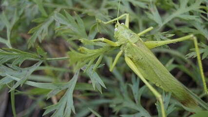 grasshopper on the grass