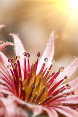 Sempervivum pink flowers macro with sunshine