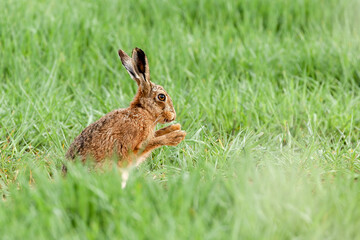 Naklejka na ściany i meble Wild brown Norfolk hare close up washing