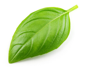 Basil isolated. Basil leaf on white. Basil leaf top view. Full depth of field.