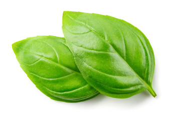 Basil isolated. Basil leaf on white. Two basil leaves top view. Full depth of field.