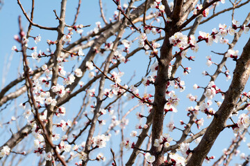 Blooming flowers on trees, spring view. 