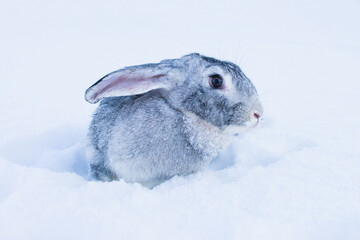 gray hare in the snow, snow bunny, outdoors.