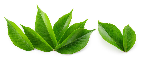 Cherry leaf isolated. Cherry leaves on white top view. Green fruit leaves flat lay. Full depth of field.