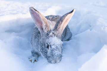 gray hare in the snow, snow bunny, outdoors.