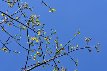 yellow leaves on blue sky background