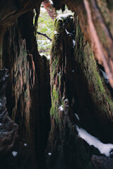  Winter Yaskuhima forest in Kyusyu Japan(World Heritage in Japan)