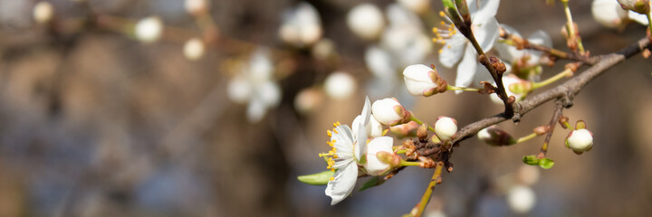 Banner with closeup view of blooming cherry tree. Pollinating season, selective focus. Beautiful springtime background