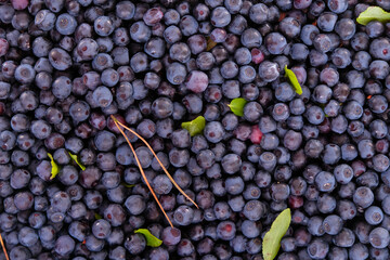 Bilberry harvested in a pine forest in Ukraine.