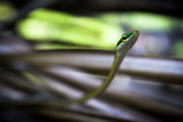 Close up of a small green tree snake with nice bokeh background in jungle