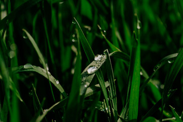 grass green ross water drops morning