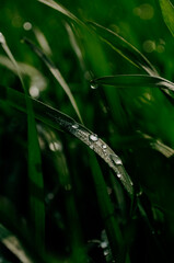 grass green ross water drops morning