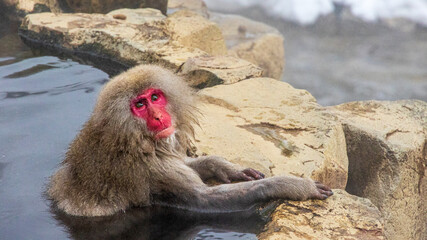 長野　地獄谷野猿公苑　温泉モンキー