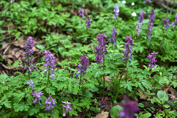 Kwitnąca Kokorycz (Corydalis DC.)w wiosennym lesie tworzy barwne kobierce © JDziedzic