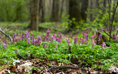 Kwitnąca Kokorycz (Corydalis DC.)w wiosennym lesie tworzy barwne kobierce © JDziedzic