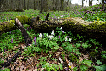 Kwitnąca Kokorycz (Corydalis DC.)w wiosennym lesie tworzy barwne kobierce