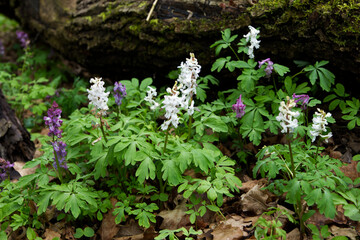 Kwitnąca Kokorycz (Corydalis DC.)w wiosennym lesie tworzy barwne kobierce © JDziedzic