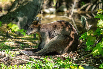 The agile wallaby, Macropus agilis also known as the sandy wallaby