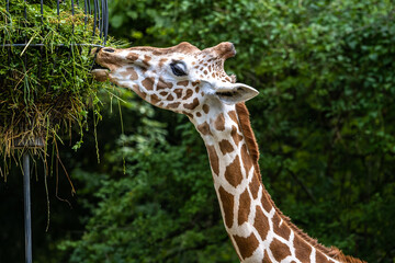 The giraffe, Giraffa camelopardalis is an African mammal