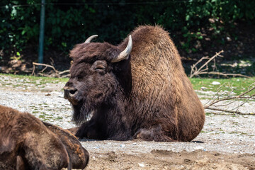 Fototapeta premium American buffalo known as bison, Bos bison in the zoo