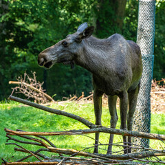 European Moose, Alces alces, also known as the elk