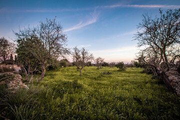 Landwirtschaft auf Mallorca