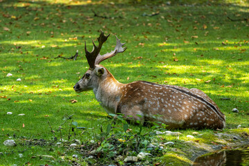 The fallow deer, Dama mesopotamica is a ruminant mammal