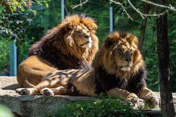 The lion, Panthera leo is one of the four big cats in the genus Panthera
