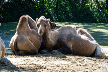 Bactrian camel, Camelus bactrianus in a german zoo
