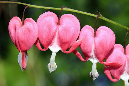 Bleeding heart (dicentra spectabilis) a spring summer perennial herbaceous flowering plant with a pink white springtime flower commonly known as Dutchman's Trousers, stock photo image