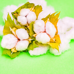 綿花　綿　収穫　【 コットン の イメージ 】
