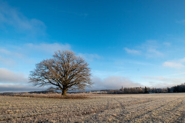 oak with no leaves on a farming fiels on a frosty autumn morning