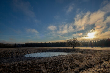 frozen pond on a farming agricultural land with oak tree with no leaves on a sunny cold autumn morning