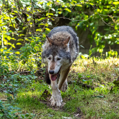 European Grey Wolf, Canis lupus in a german park