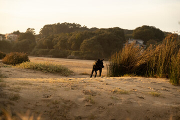 Fototapeta na wymiar small black dog following a trace in the countryside under sunset light