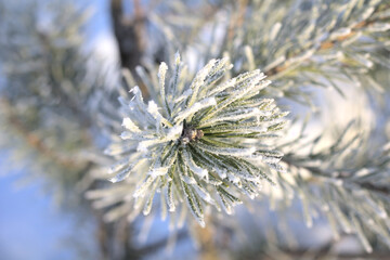 Naklejka na ściany i meble Winter background. Pine branches covered with frost on a sunny day.
