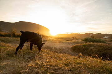 Fototapeta na wymiar black dog following a trace in the countryside under sunset light