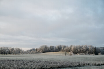 farming fields with grass in the foreground and trees on a cloudy autumn day with frost